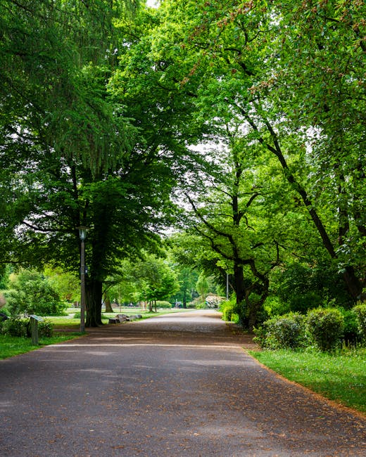 A wide paved pathway runs through a lush, green park area with tall deciduous trees on both sides, their branches extending overhead and creating a canopy of bright green leaves. The surface of the pathway is dark grey and smooth, with a few scattered fallen leaves. To the right, there are neatly trimmed shrubs and bushes, adding to the well-maintained appearance of the park landscape. In the background, park benches and a softly visible lawn area can be seen, with some distant trees and park features further enhancing the peaceful, natural setting. The scene is evenly lit with natural daylight, highlighting the vibrant foliage and a calm outdoor environment. This tranquil park scene, maintained by local authorities or private land management, can be associated with areas where waste is regularly cleared, while the absence of litter or debris indicates a clean, well-managed public space or private park area often supported by services like independent rubbish collection suited for local community or private site maintenance, aligning subtly with the themes of waste removal and environmental upkeep.